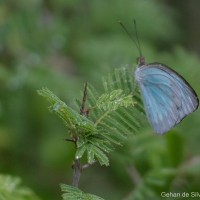 Pareronia ceylanica Felder, 1865